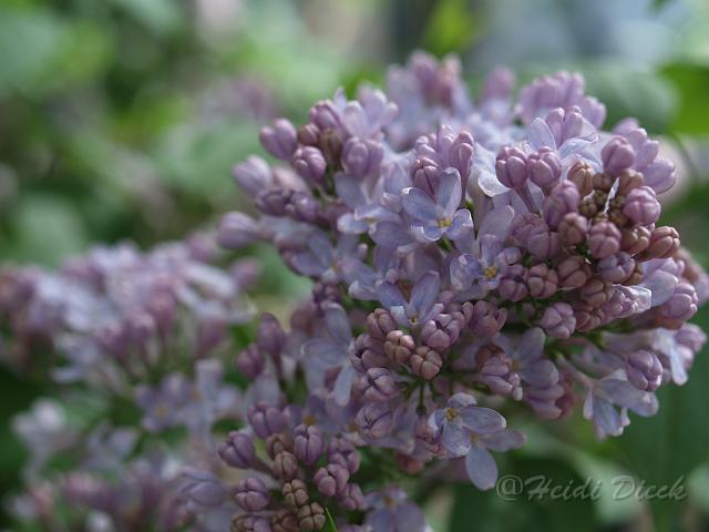 Syringa hyacinthiflora Lavender Lady.jpg